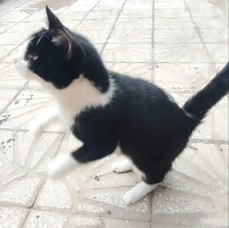 واگذاری فوری گربه|گربه|یزد, |دیوار