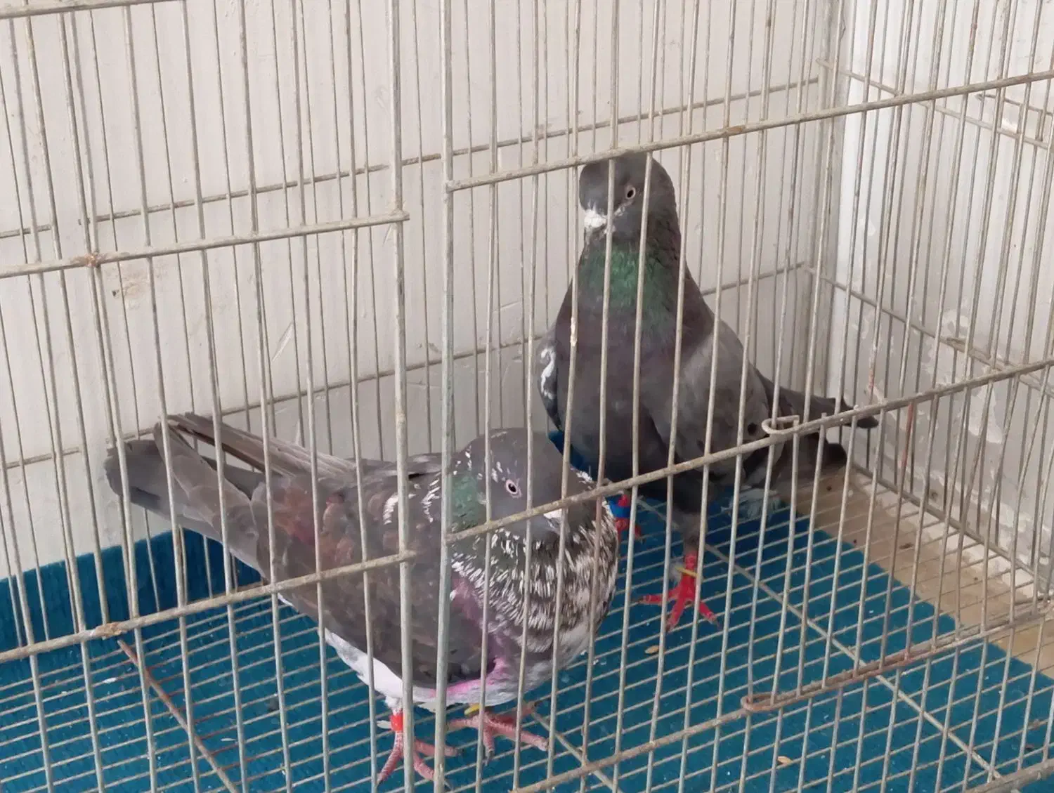 کبوتر|پرنده|خرمدره, |دیوار