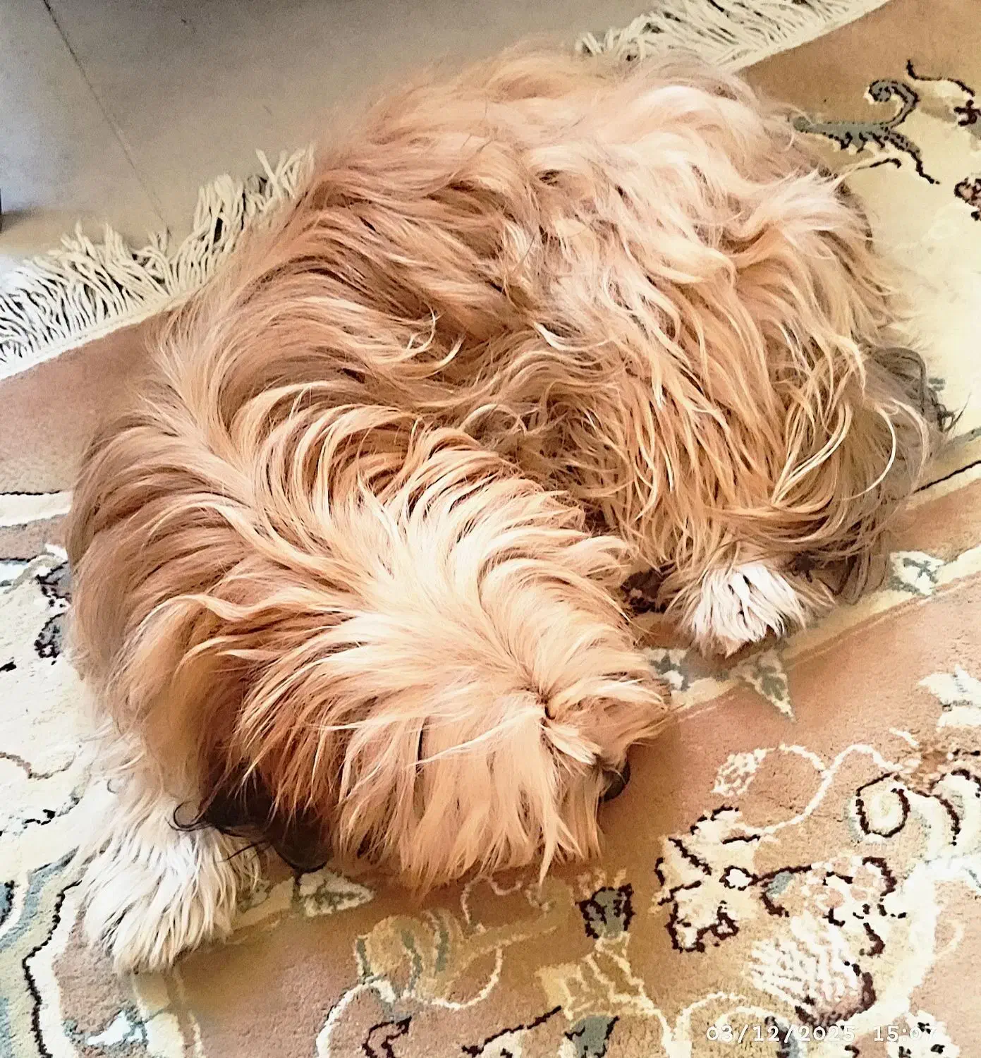 شیتزو میکس ۷ ماهه باهوش فروشی|سگ|پرند, فاز ۶|دیوار