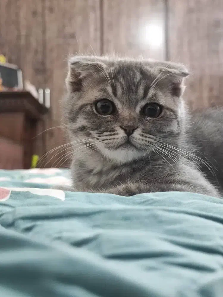 گربه وارداتی میکس پرشین بریتیش|گربه|رفسنجان, |دیوار