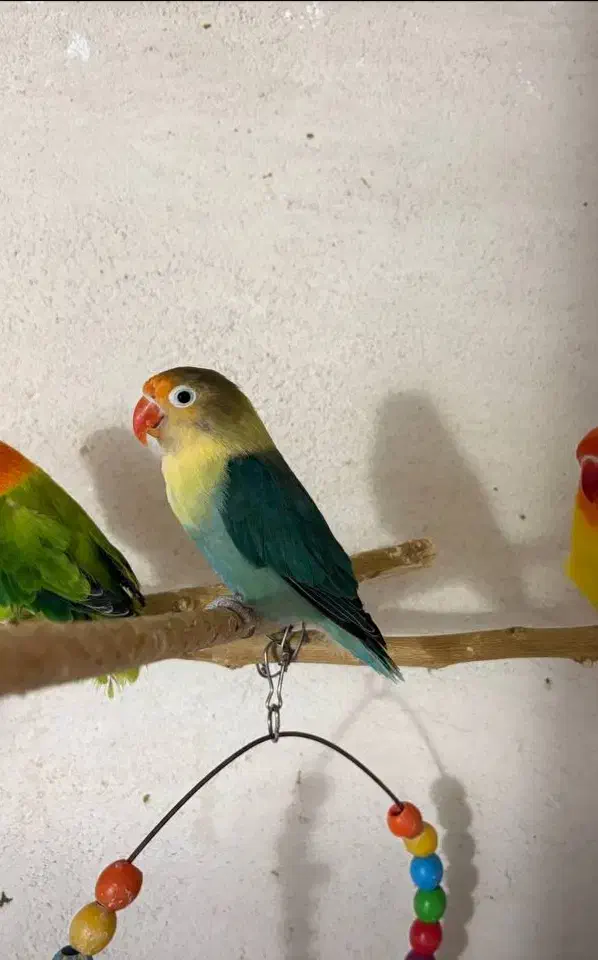 کوتوله برزیلی طوطی برزیلی ماده|پرنده|قوچان, |دیوار