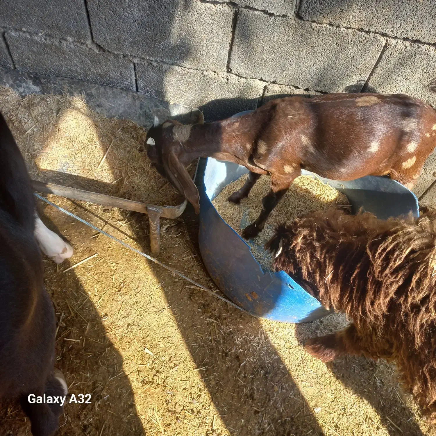 بز ماده|حیوانات مزرعه|بندر ماهشهر, |دیوار