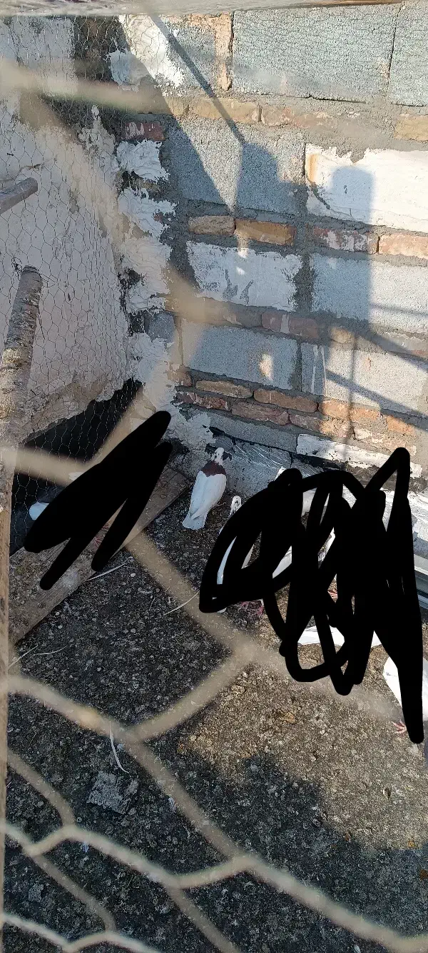 کبوتر طوقی|حراج|میاندوآب, |دیوار