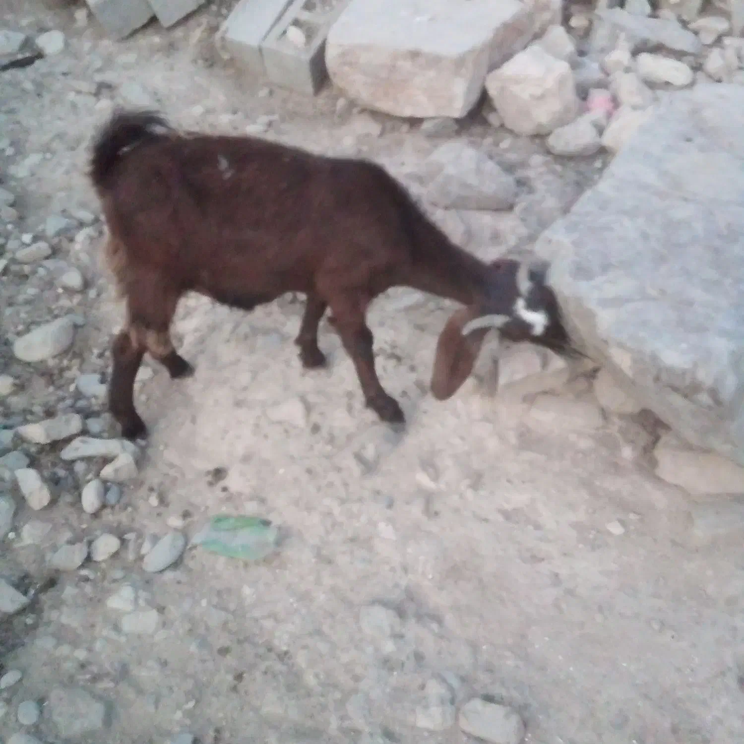 کاژیله جوان داشتی گوشتی کیلوهم به فروش میرسد|حیوانات مزرعه|زیویه, |دیوار