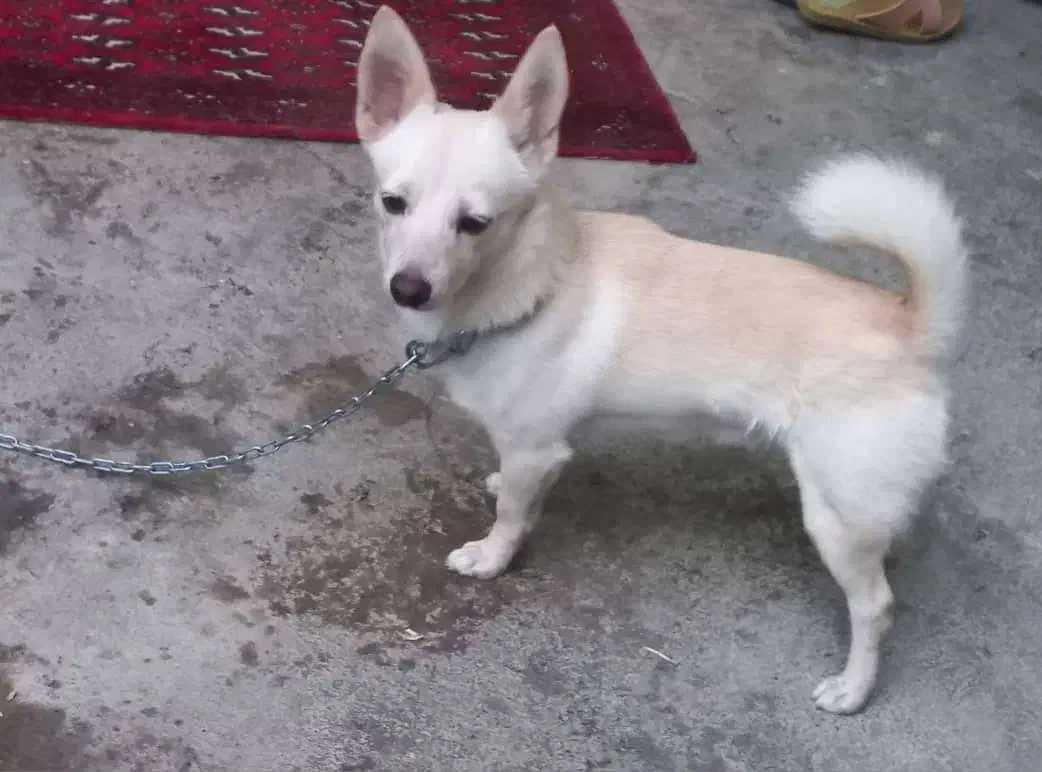 واگزاری سگ|سگ|محمودآباد, |دیوار