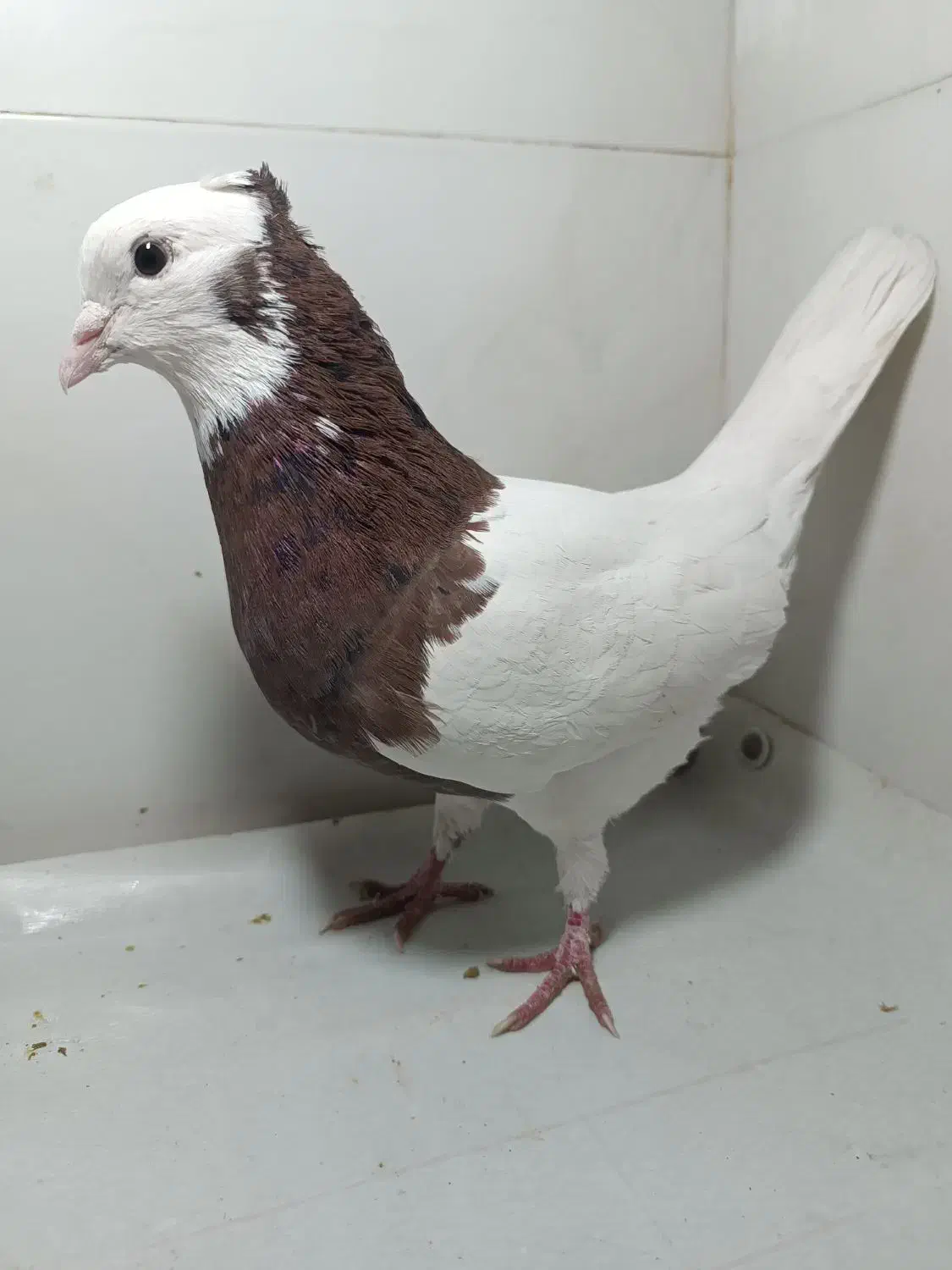 کبوترطوقی سرخ هفرنگ خال سیاه دارجفت ساده لایی مگسی|پرنده|مشهد, شهید بصیر|دیوار