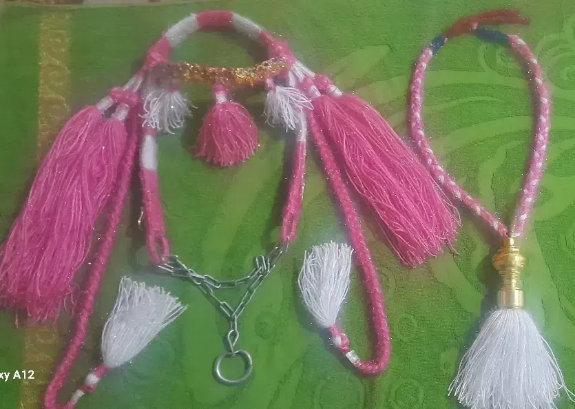 اسب|اسب و تجهیزات اسب‌سواری|حمیدیه, |دیوار