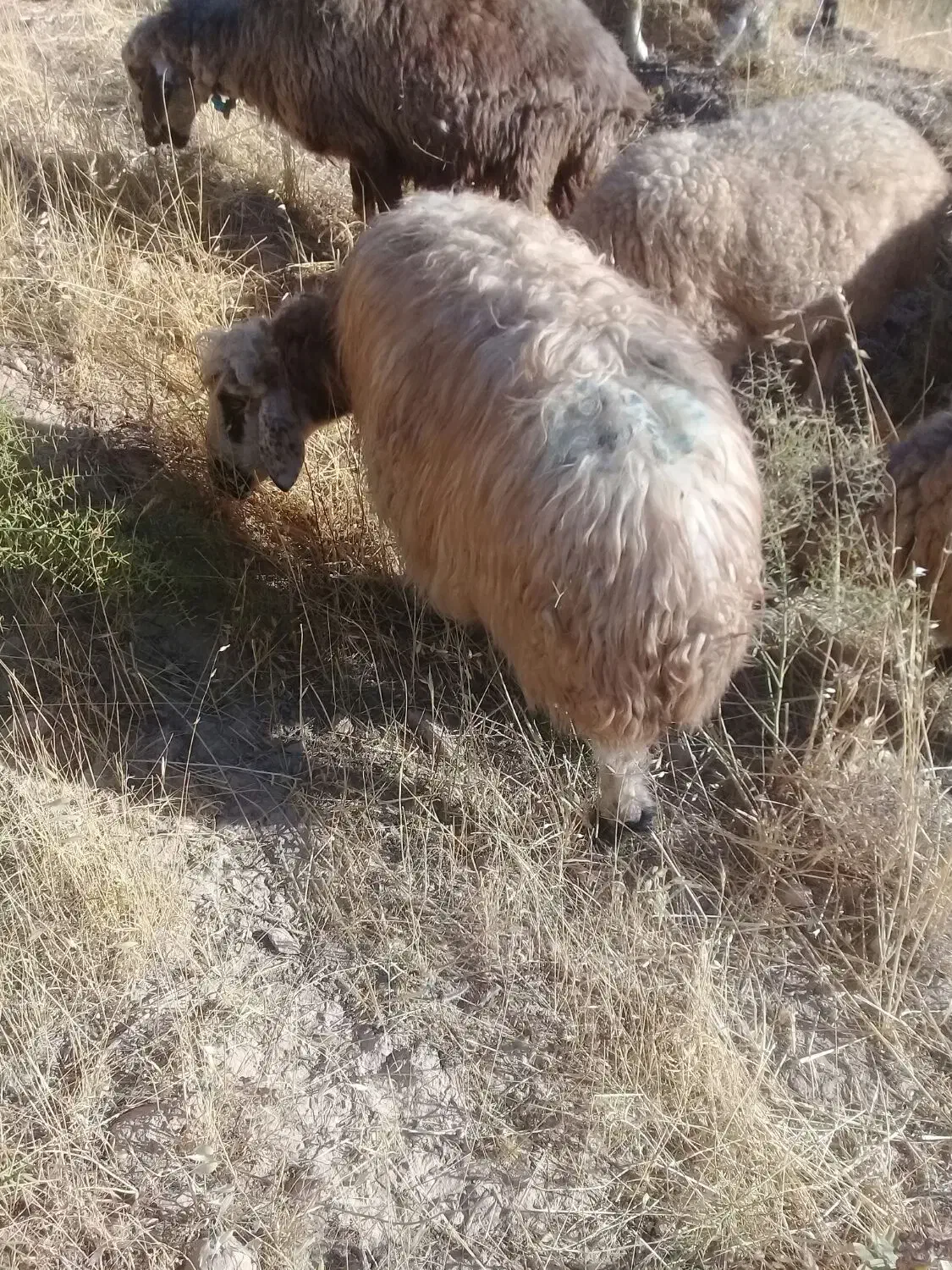 گوسفند خشک هی وه ورن|حیوانات مزرعه|چرداول, |دیوار