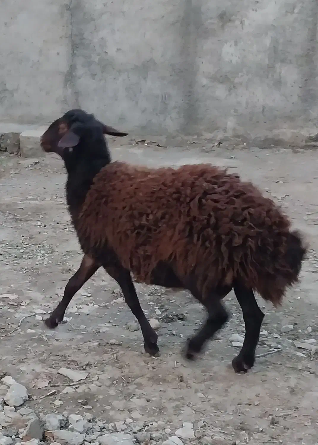 بره نر|حیوانات مزرعه|خنداب, |دیوار