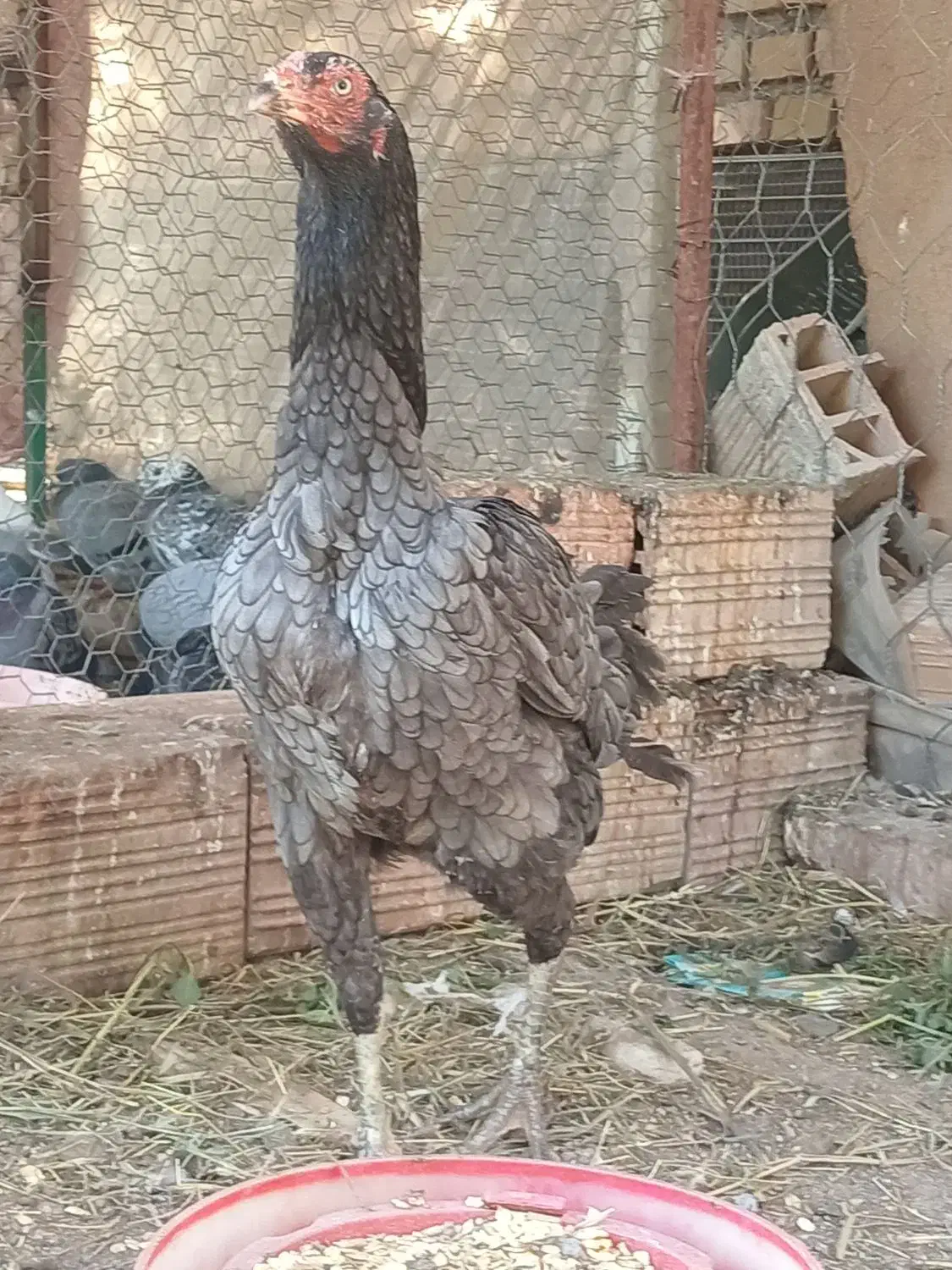 مرغ لاری|حیوانات مزرعه|خان ببین, |دیوار