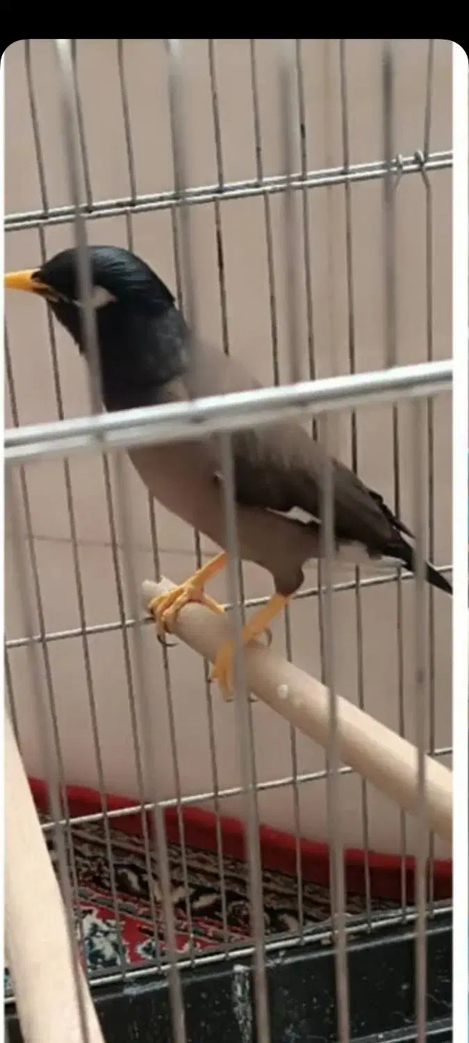 مرغ مینا دستی و سخنگو|پرنده|زرقان, |دیوار