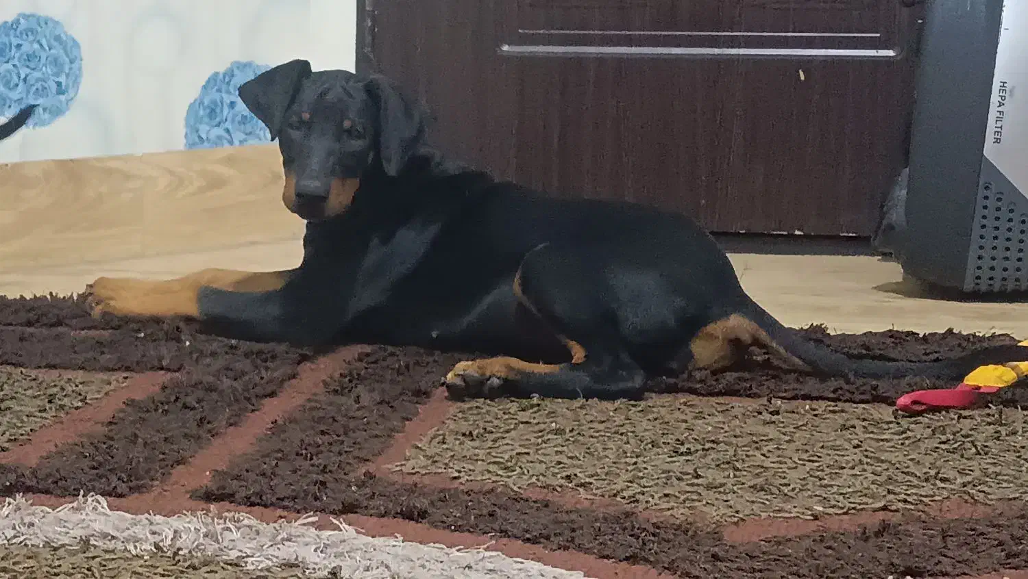 دوبرمن اصیل|سگ|مشهد, احمدآباد|دیوار