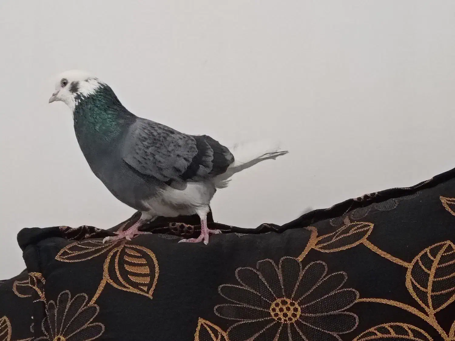 نرشازده گم شده|حیوانات|زابل, |دیوار