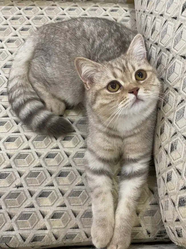 گربه بریتیش نر ۷ ماهه|گربه|رشت, گلسار|دیوار