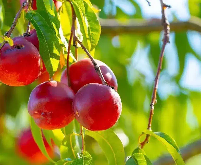 پیشفروش نهال شلیل رفعتی|خدمات باغبانی و درختکاری|بومهن, |دیوار