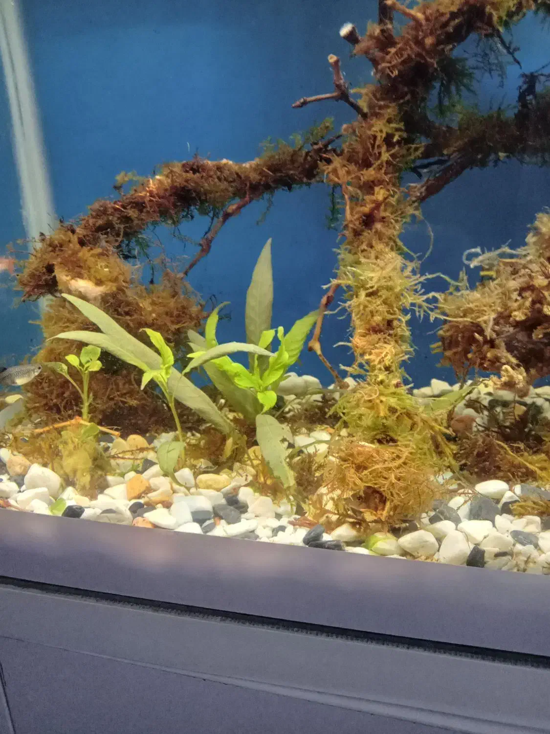 اکواریوم  ۸۰سانتی ب همراه کمد|ماهی|رباط‌کریم, نصیرشهر|دیوار