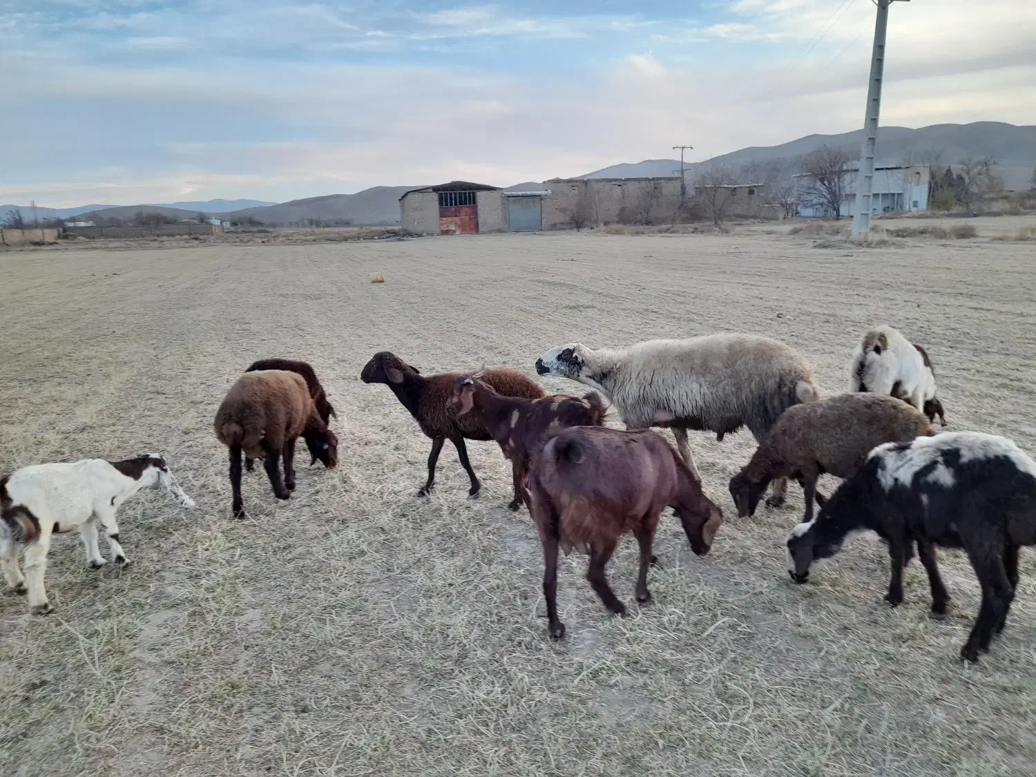 قوچ ،میش‌ بره بز بزغاله بره نر بره ماده|حیوانات مزرعه|ملایر, |دیوار
