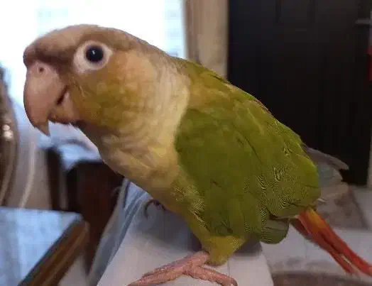 گمشده گیرینچیک|پرنده|قم, حنیف نژاد|دیوار