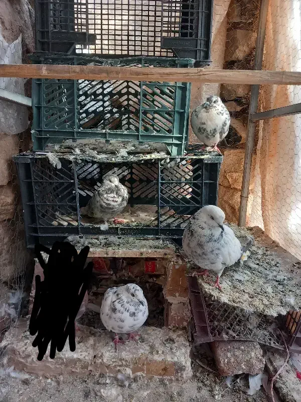 ۴عدد کفتر اوچوم|پرنده|ایواوغلی, |دیوار