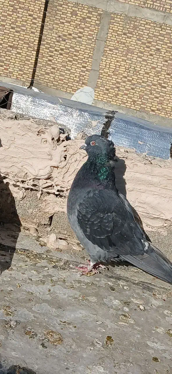 کبوتر|پرنده|اشنویه, |دیوار