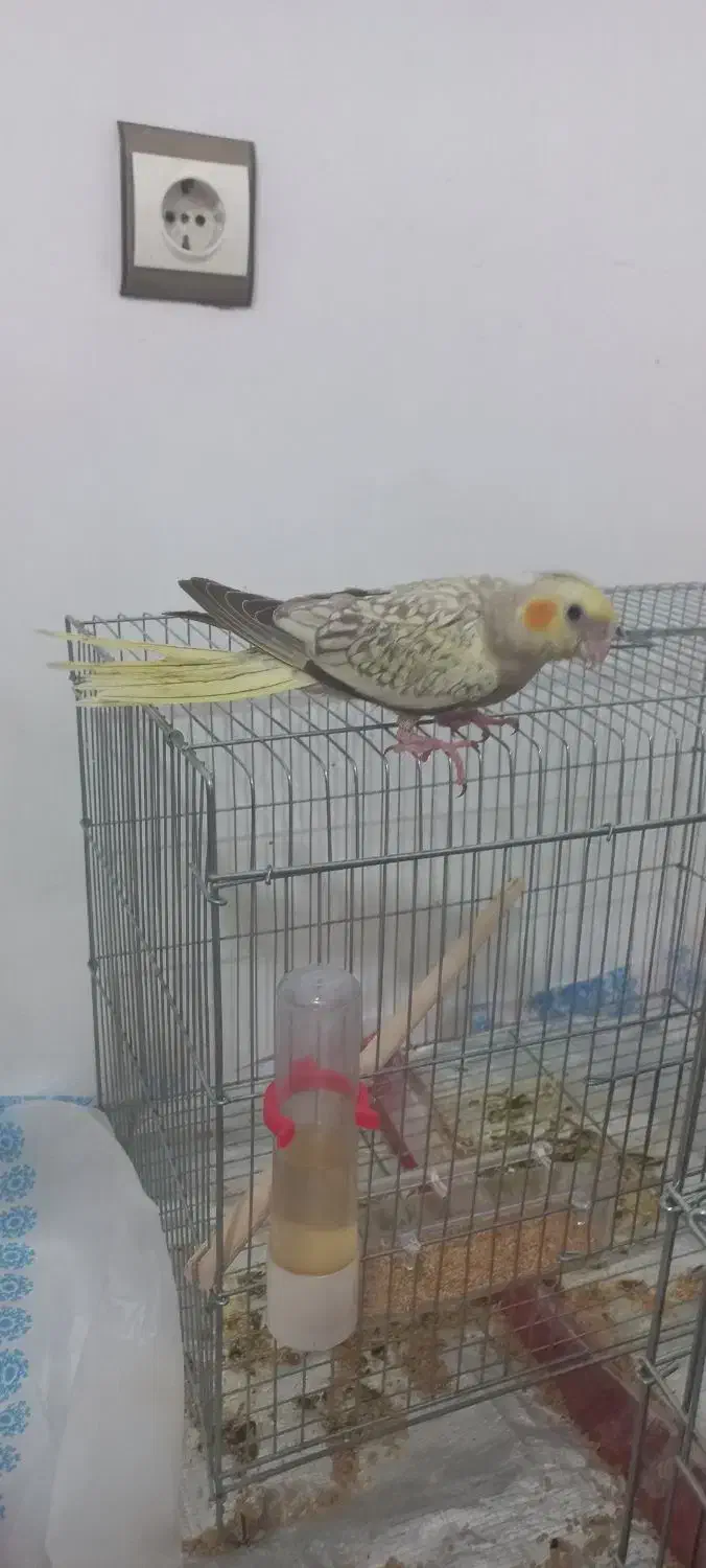 عروس هلندی دستی|پرنده|یاسوج, |دیوار