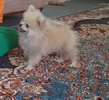 سگ پامر|سگ|سبزوار, باهنر|دیوار