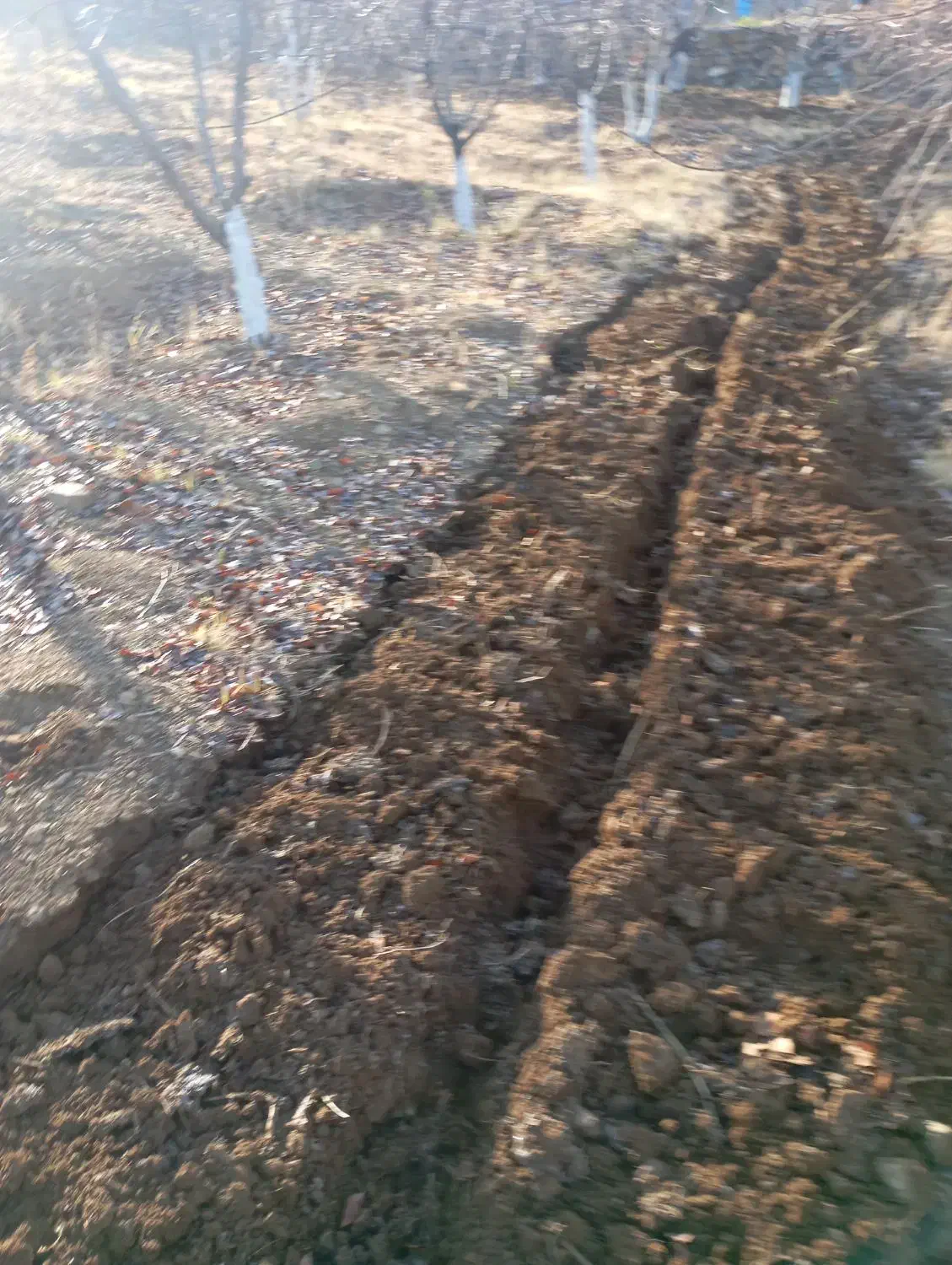 سمپاشی چال کود تیلر هرس|خدمات باغبانی و درختکاری|سنندج, |دیوار