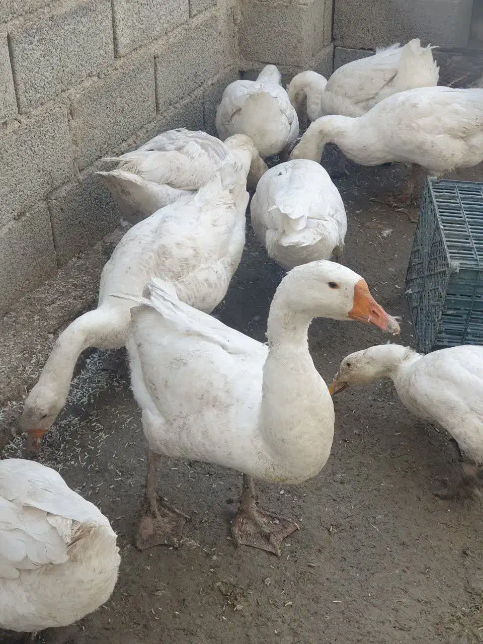 قوغاز|حیوانات مزرعه|ارومیه, |دیوار