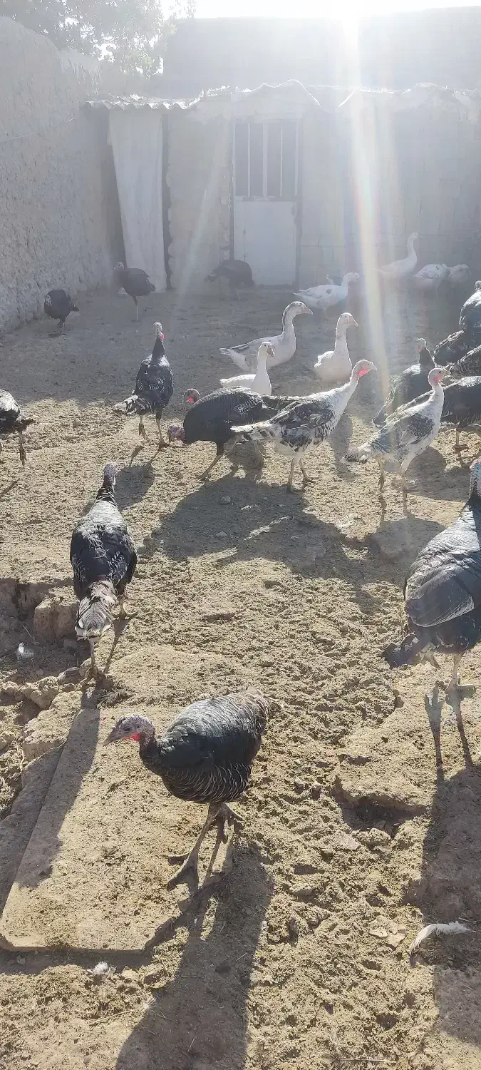 بوقلمون برنز و قوغاز|حیوانات مزرعه|شهریار, دهشاد بالا|دیوار