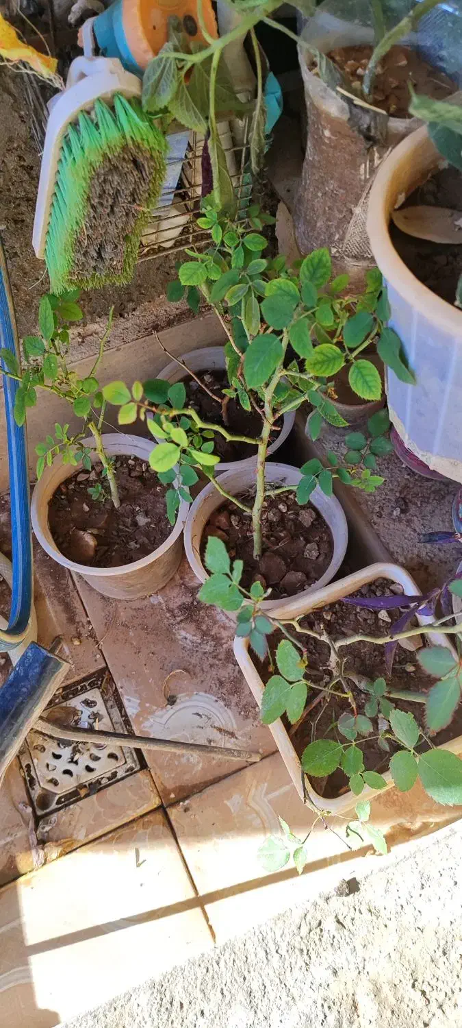 گوشی گ  ل|موبایل|سرپل ذهاب, |دیوار