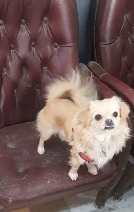 سک پامر|سگ|اصفهان, اندوان|دیوار