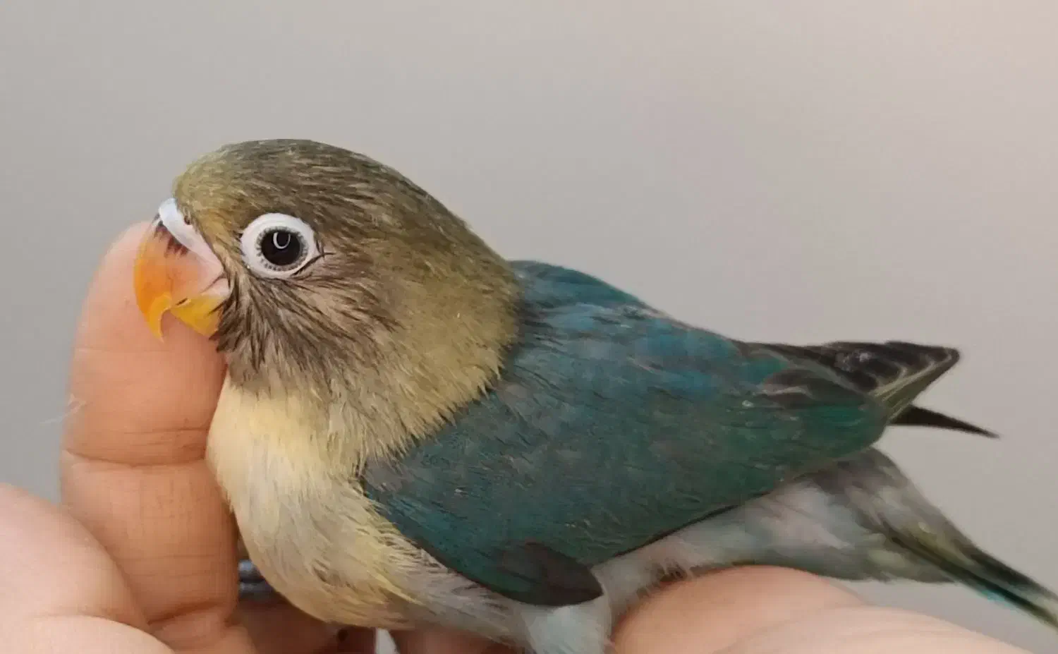 جوجه برزیلی|پرنده|ری, ملکآباد|دیوار