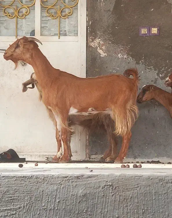 8تا بز تالی و محلی مخصوص داشت کشتن چاق چله|حیوانات مزرعه|بندرعباس, |دیوار