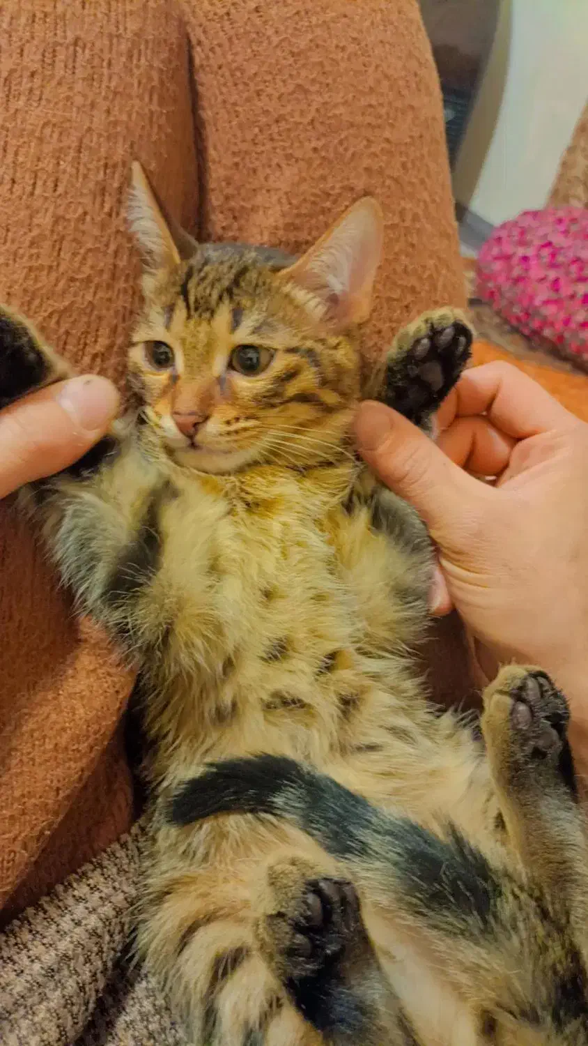 واگذاری رایگان|گربه|ارومیه, |دیوار