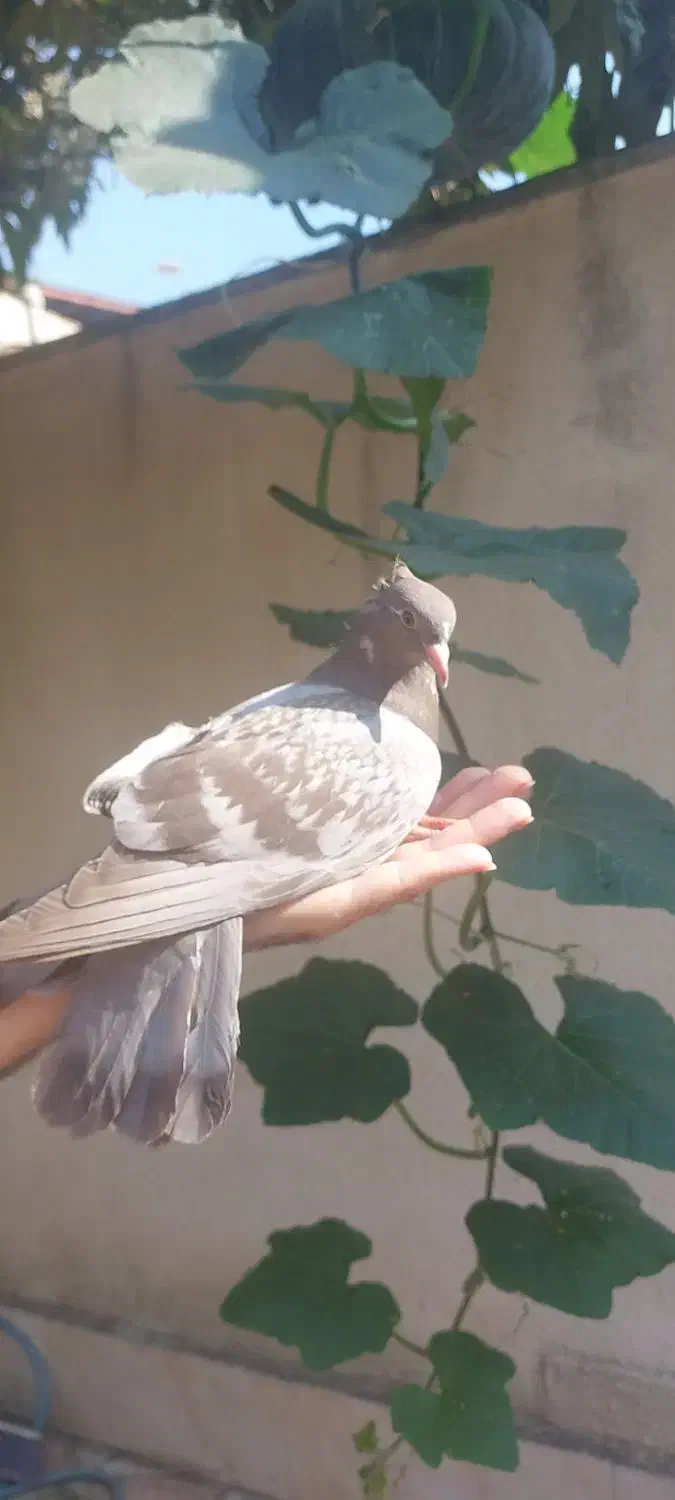جوجه کبوترهای زیبا|پرنده|رشت, آب و برق|دیوار