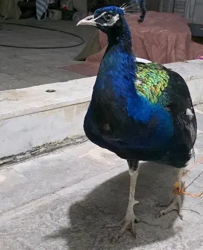 پرنده طاووس|پرنده|شیراز, اصلاحنژاد|دیوار