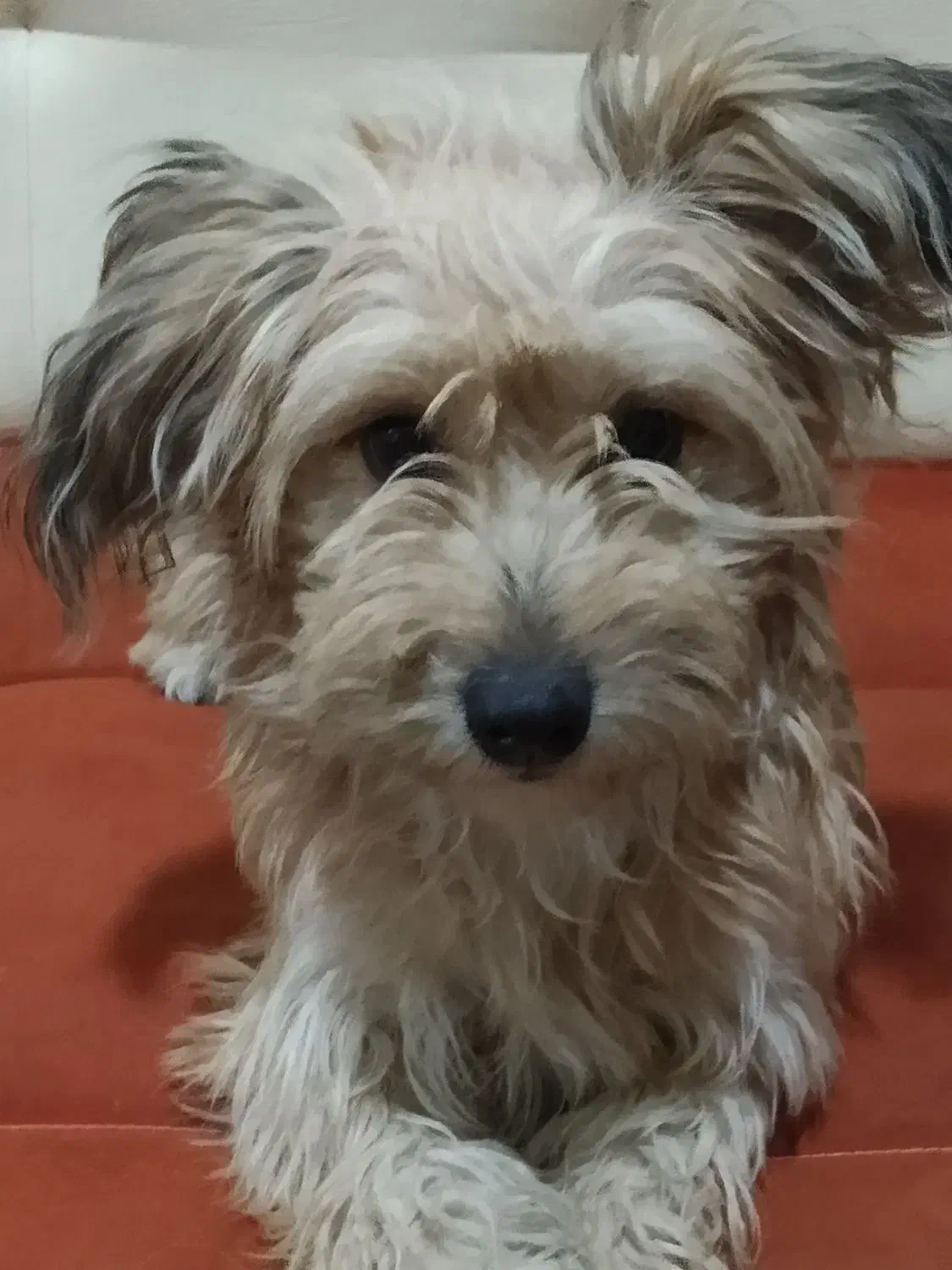 واگذار کردن توله سگ تریلر|سگ|صباشهر, |دیوار