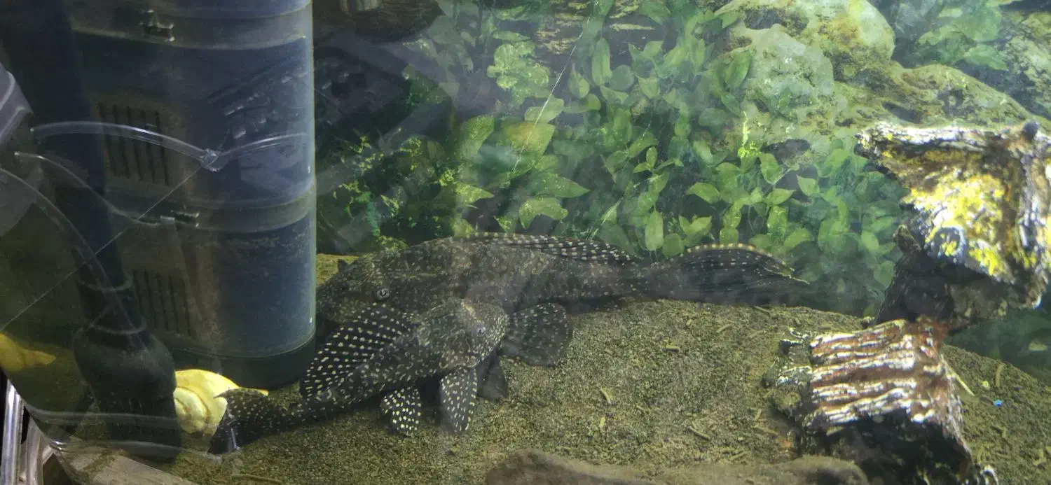 آکواریوم|ماهی|قدس, شهر‌قدس|دیوار