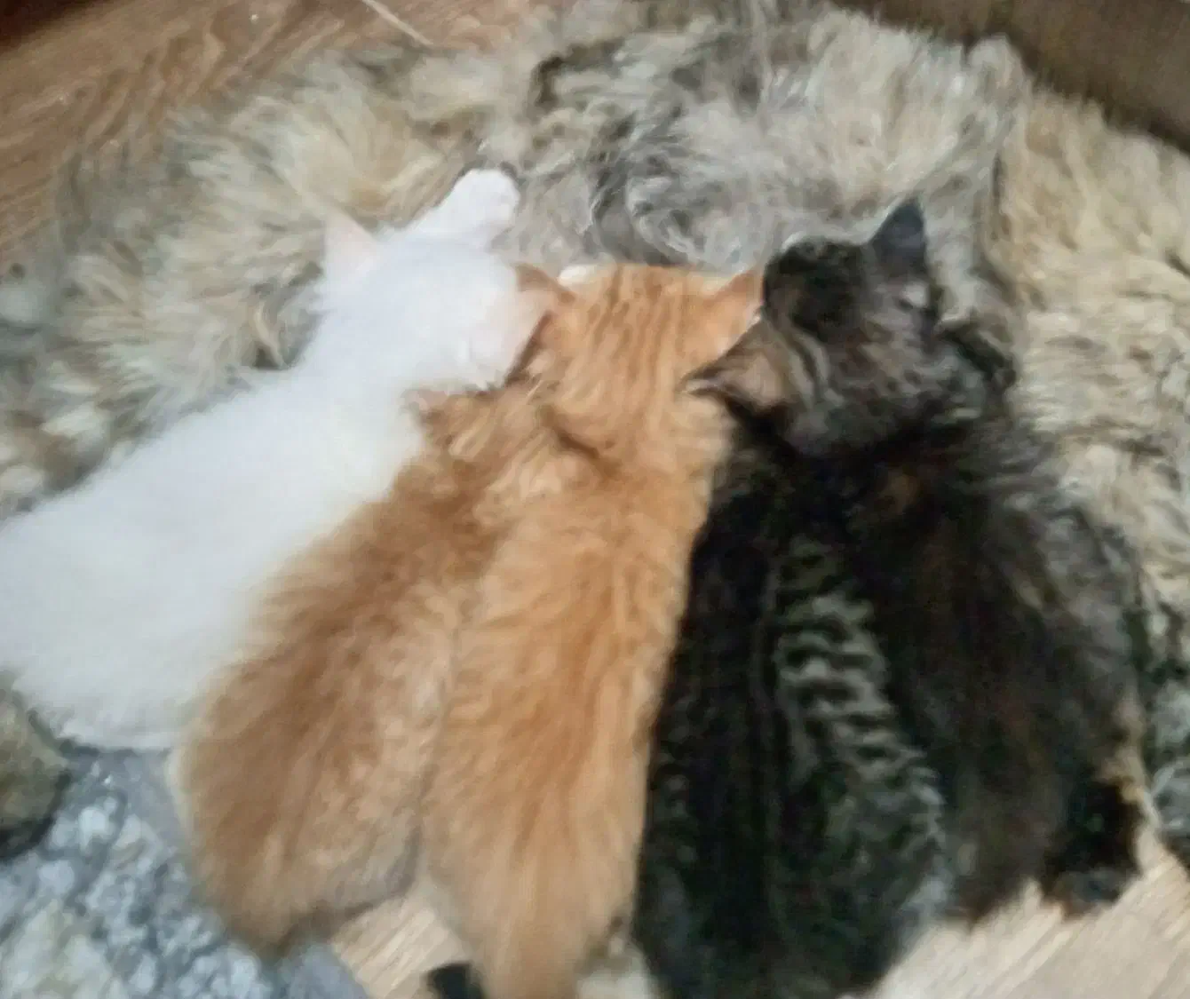 بچه گربه پرشین و اسکاتیش|گربه|آبادان, |دیوار