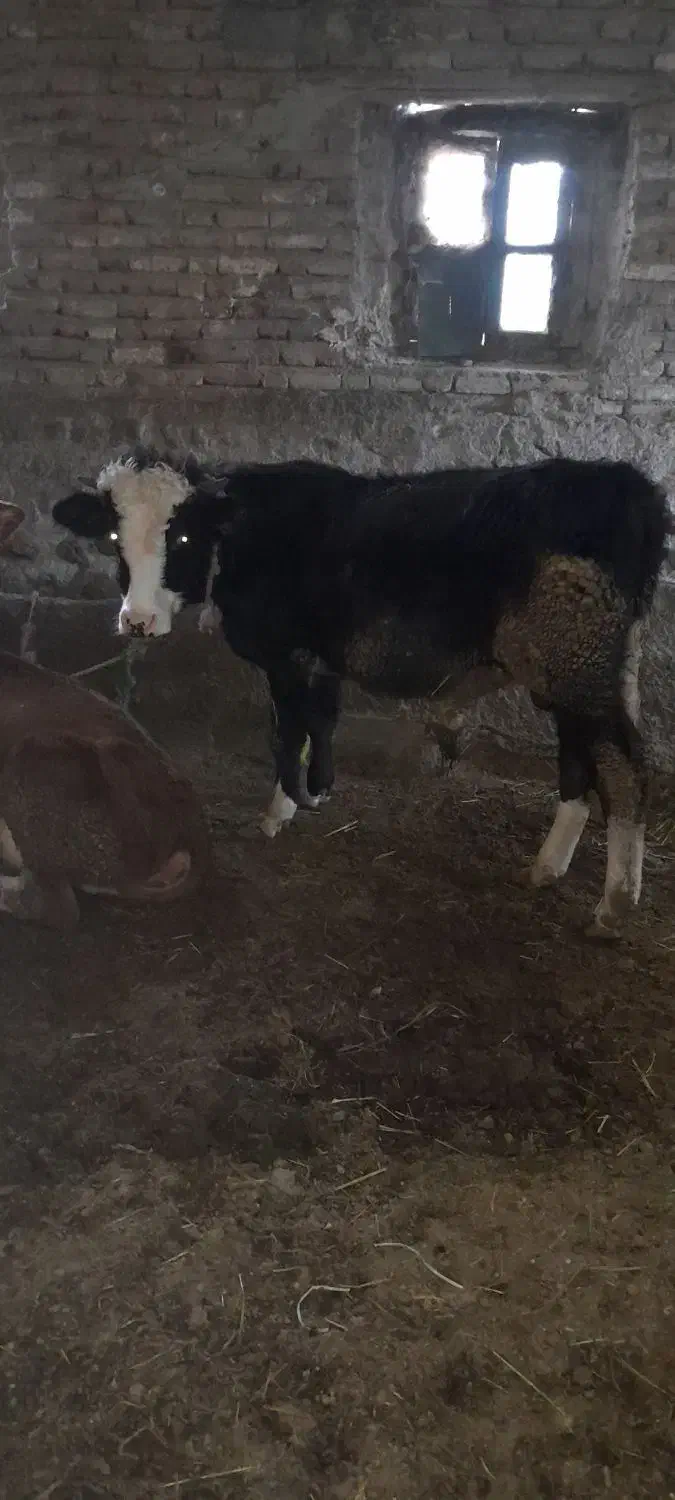 دو عدد گوساله نر|حیوانات مزرعه|نیر (اردبیل), |دیوار