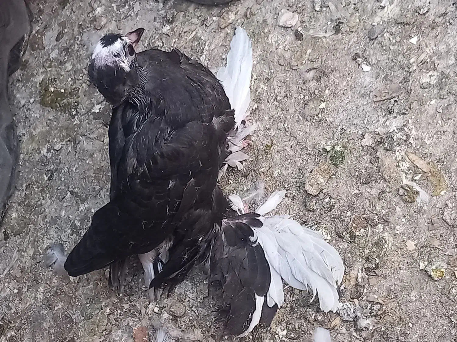 کبوتر لوتی|پرنده|باسمنج, |دیوار