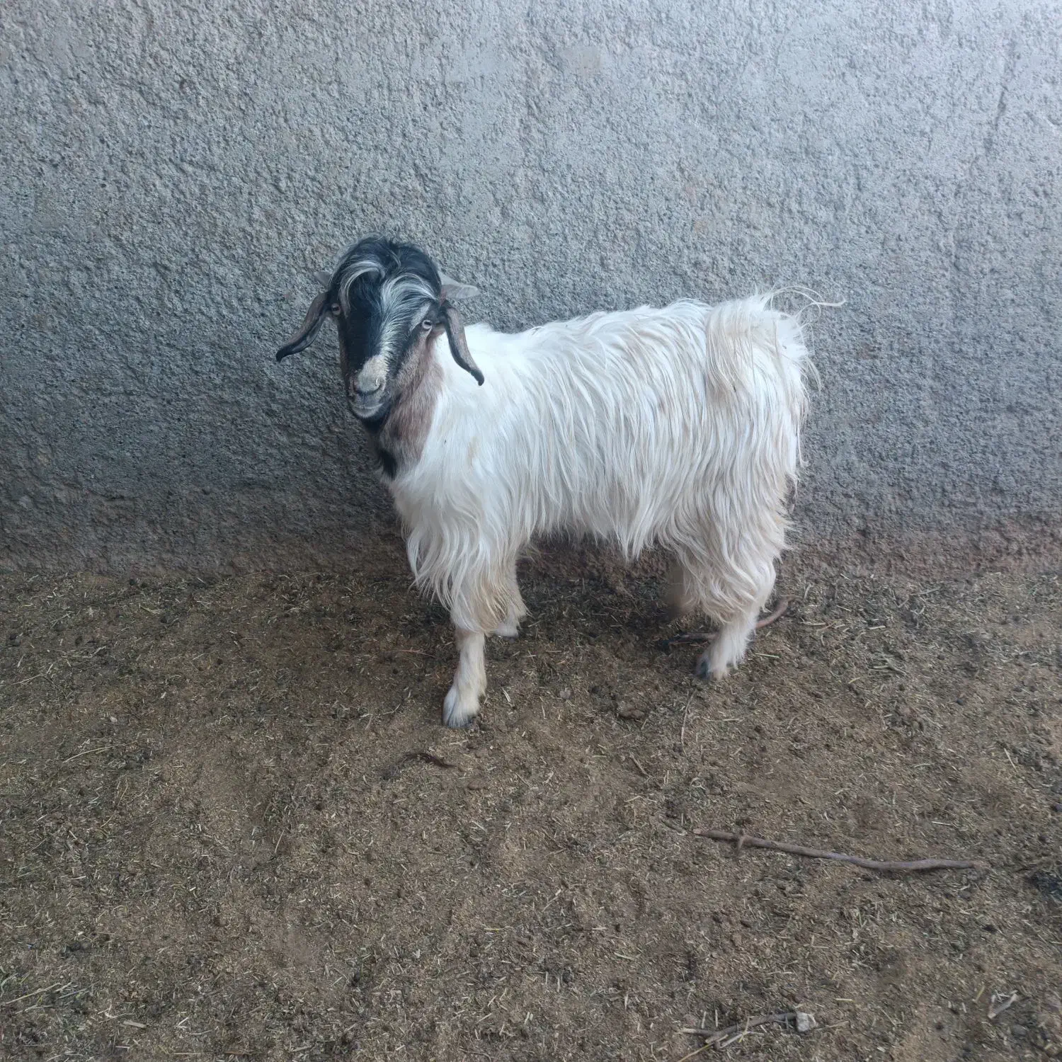 بزغاله دورگ سبک|حیوانات مزرعه|بیرجند, |دیوار