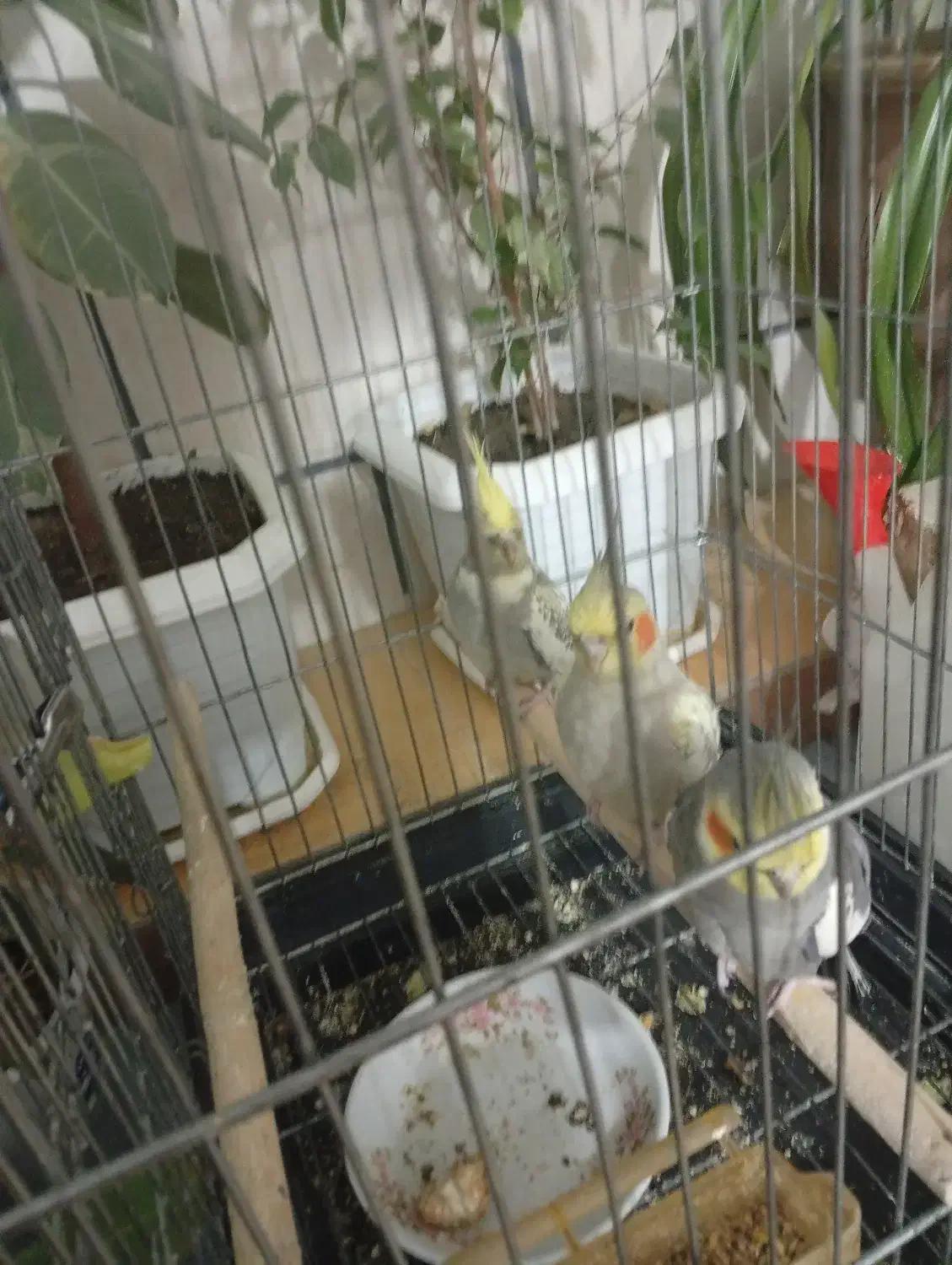 عروس هلندی|پرنده|زاینده رود, |دیوار