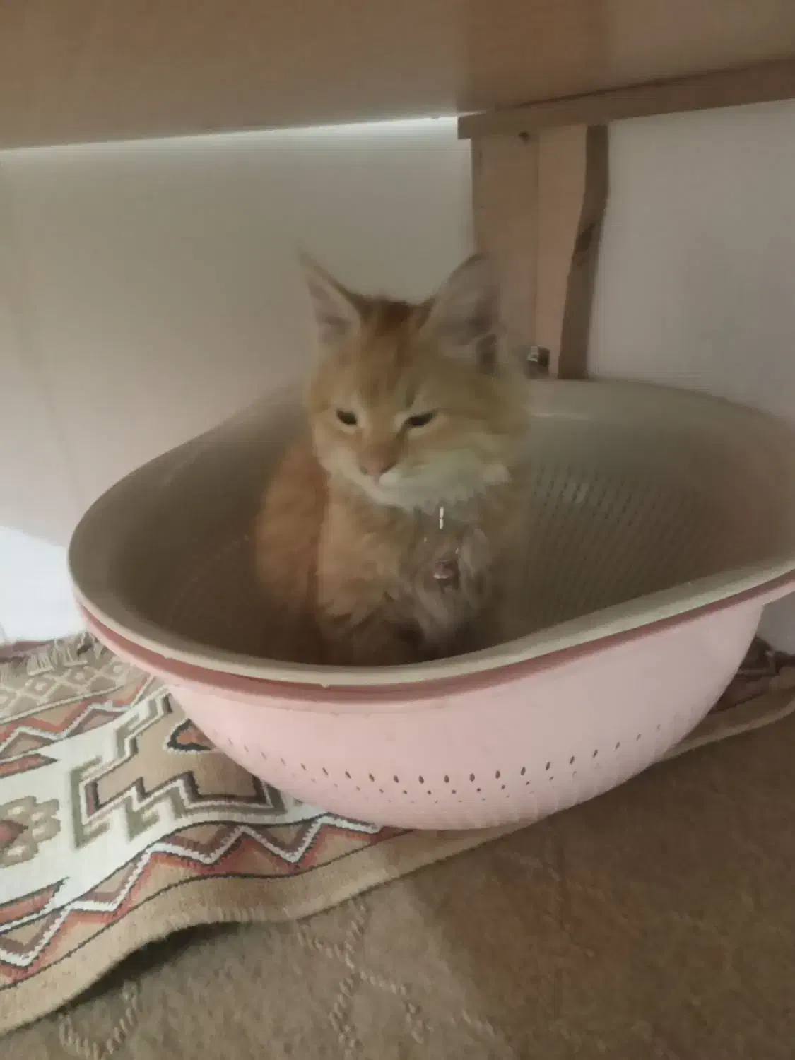 گمشده|حیوانات|بیرجند, |دیوار