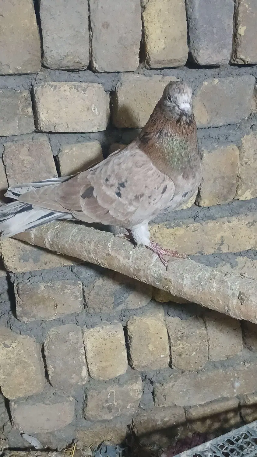 همه عالی|پرنده|ساروق, |دیوار