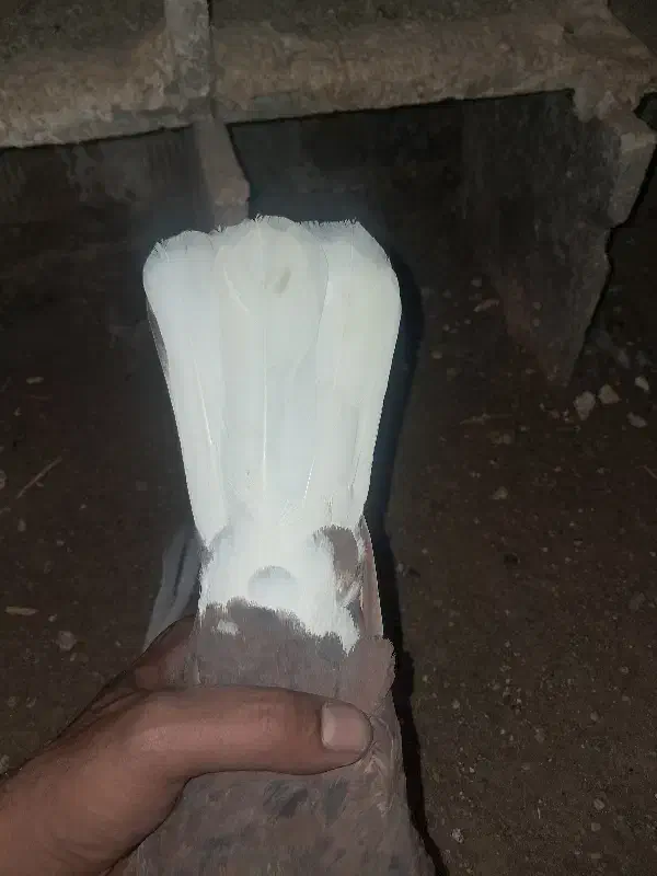 سرخ دم سفید|پرنده|کارون, |دیوار