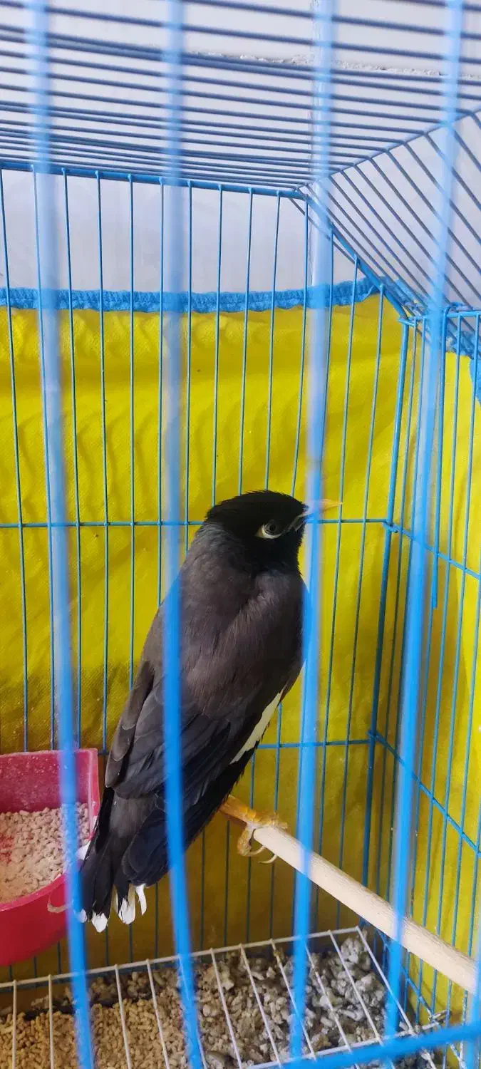 پرنده|پرنده|بم, |دیوار