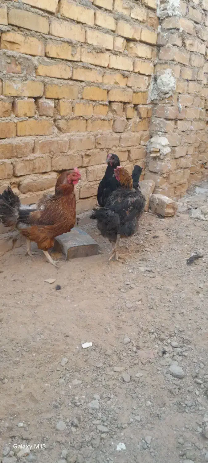 مرغ تخمی|حیوانات مزرعه|بوژگان, |دیوار