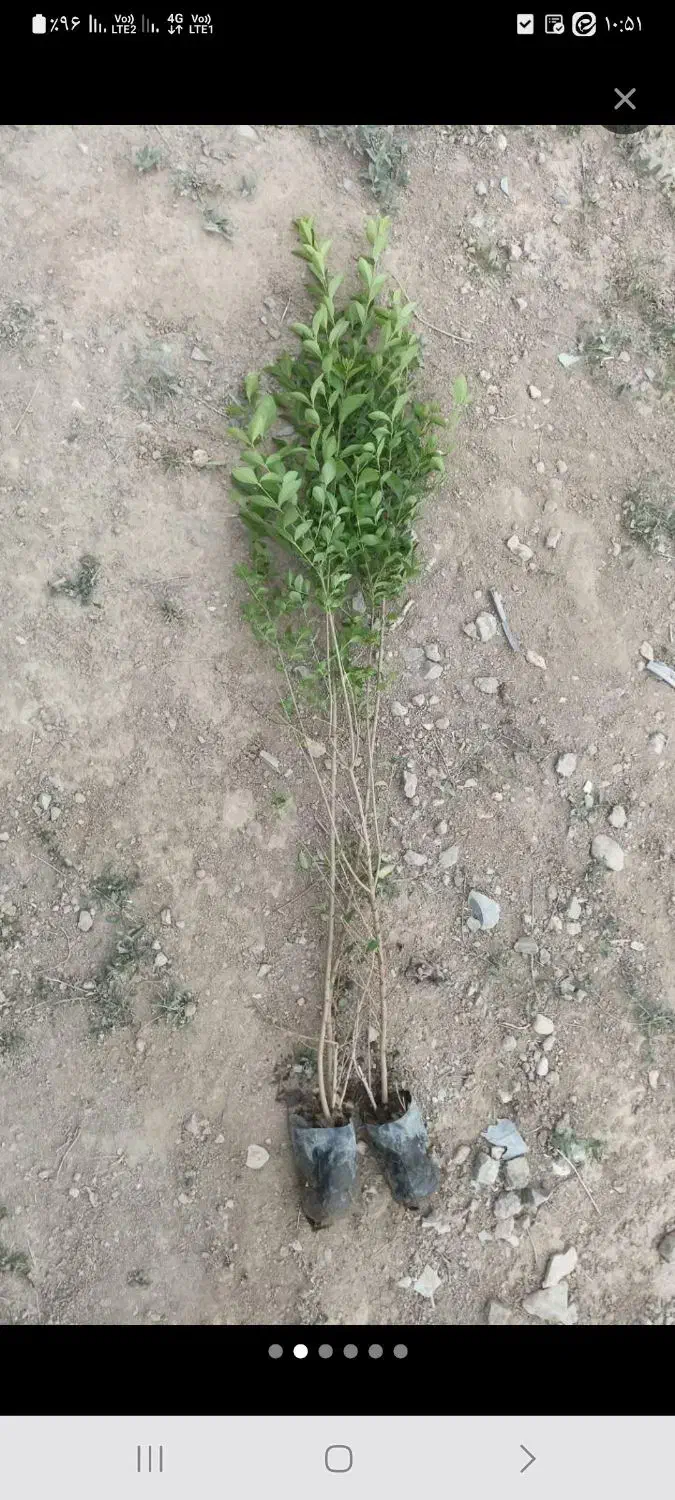 شمشاد و تروون|عمدهفروشی|چهارباغ, |دیوار