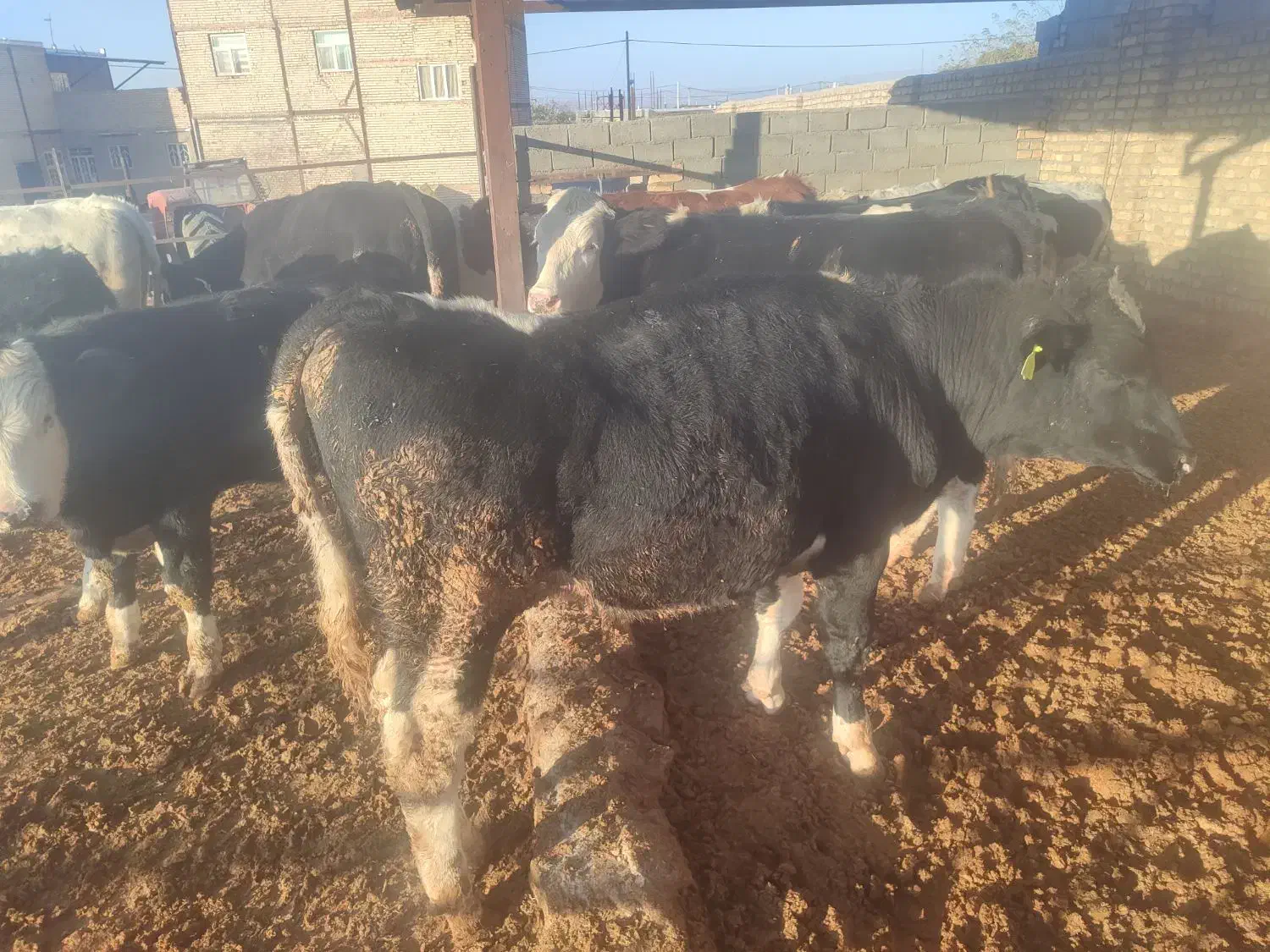 گوساله نروماده درفریمان|حیوانات مزرعه|قلندر آباد, |دیوار